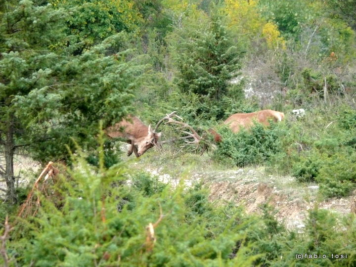 Alla corte di Sua Maest l''Unicorno - (fotoracconto fantasy)